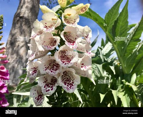 Eye Level Shot White and Pink Canterbury Bell Flowers, Carlsbad Ranch, Flower Fields, North San ...