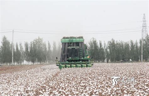 新疆乌苏市农户抢抓时机忙秋收|棉花|乌苏市|玉米_新浪新闻