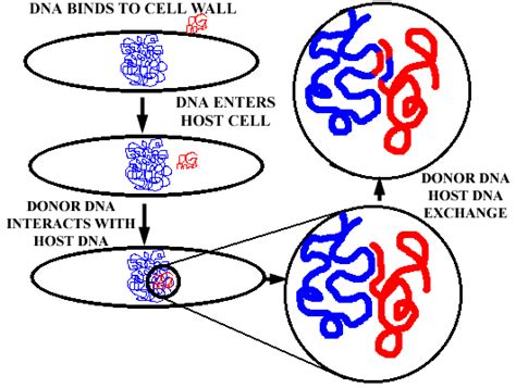 Transformation Genetics 的图像结果