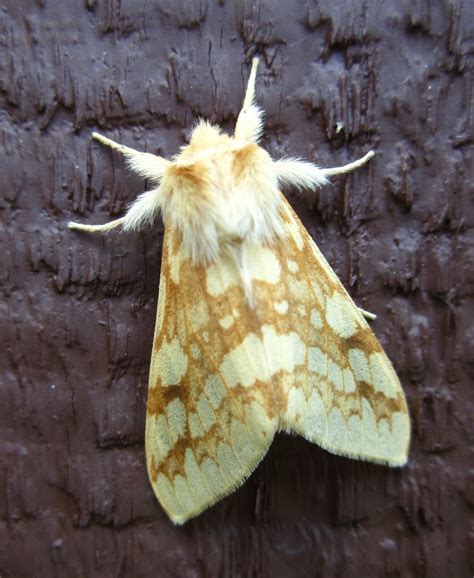 Spotted Tussock Moth or Yellow-Spotted Tiger Moth Lophocampa maculata ...