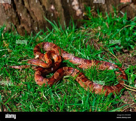 Red Rat Snake, Corn Snake Stock Photo - Alamy