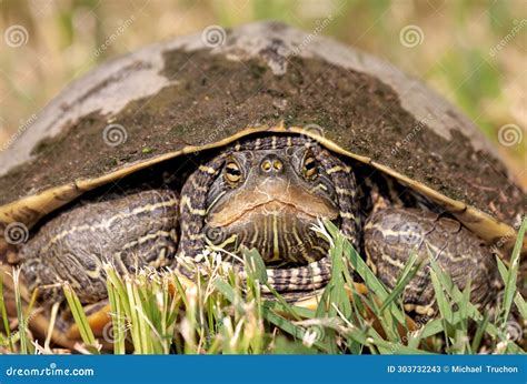 Close-up of a Northern Map Turtle Stock Image - Image of animal ...