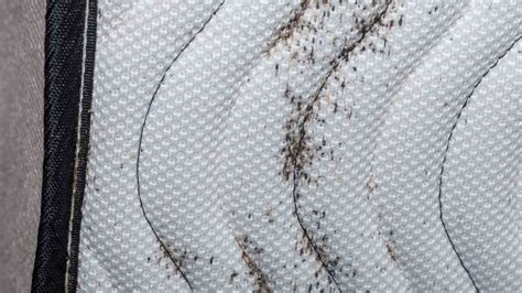 How to Get Rid of Bed Bugs on Mattress: Proven Solutions