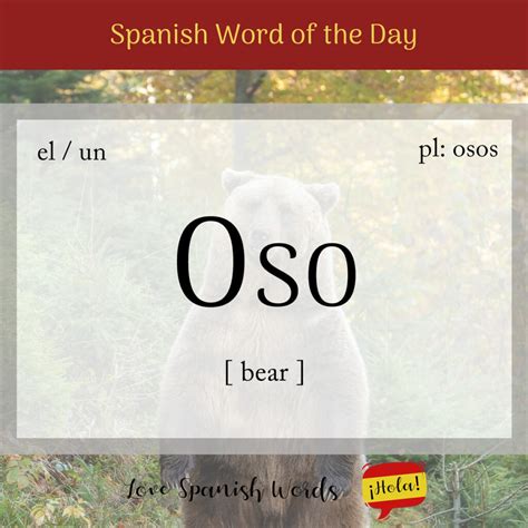 Bear In Spanish Oso