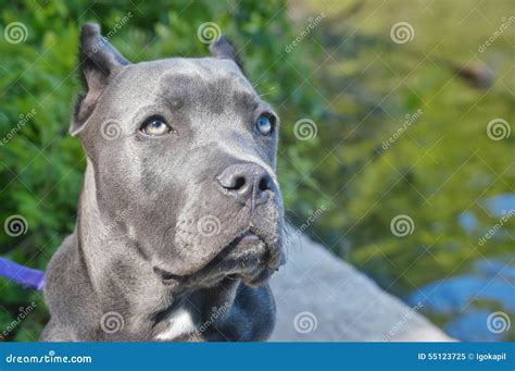 Blue Italian Mastiff Cane Corso
