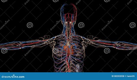 Image result for Circulatory System Animation