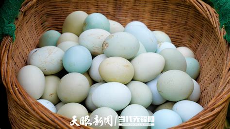 捡起绿宝贝 打开致富门——修文县绿壳鸡蛋特色养殖带动村民增收