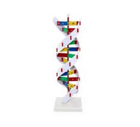 DNA Model Kit 的图像结果