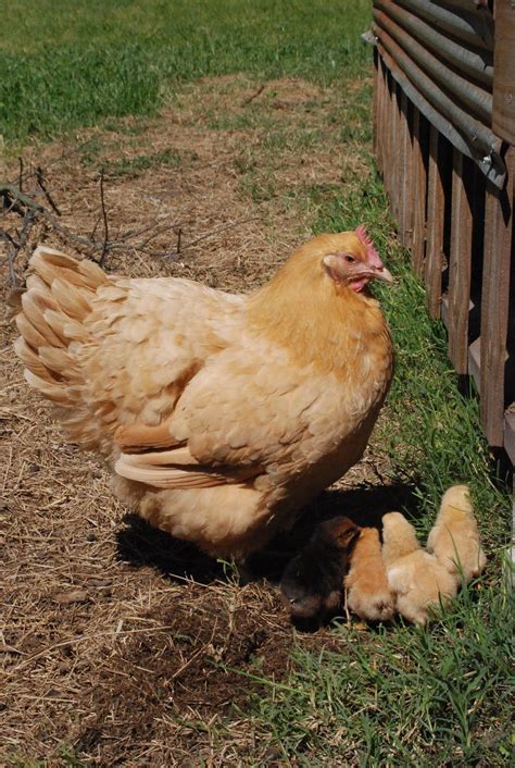 4 month update calico princess chicken – Artofit