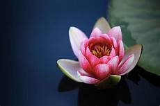 fiore loto fiore di loto caratteristiche significati e coltivazione fiore loto fiore di loto caratteristiche significati e coltivazione