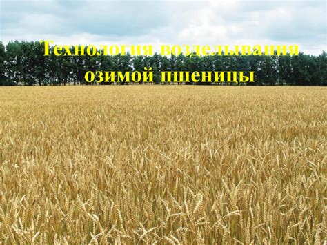 Презентация Технология возделывания озимой пшеницы доклад, проект
