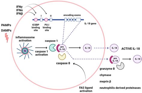 IL-18 in Autoinflammatory Diseases: Focus on Adult Onset Still Disease ...