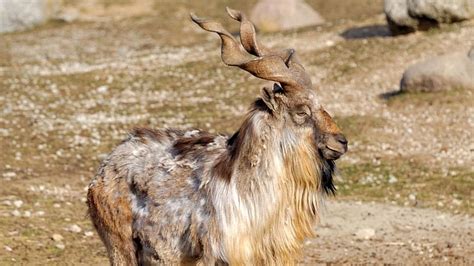 Markhor: The world’s largest wild goat now has a day of its own