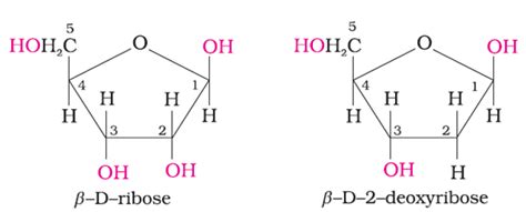 Enzymes and Nucleic Acids - Chemistry Class 12 - NEET PDF Download