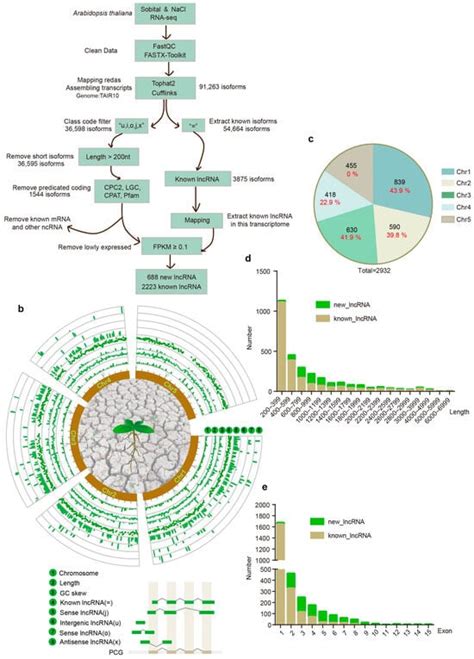 Cytosolic and Nucleosolic Calcium-Regulated Long Non-Coding RNAs and ...