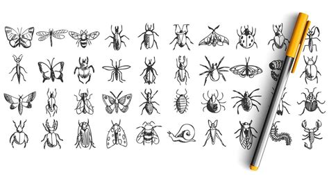 Image result for Insect Drawing
