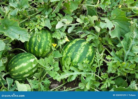 Watermelon stock image. Image of leaf, garden, three - 32693129
