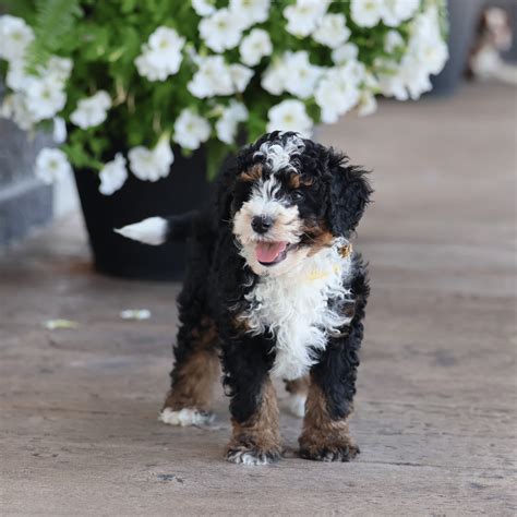 How Big Do Mini Bernedoodles Get? | Bernedoodle Size Guide