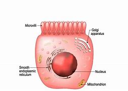 microvilli 的图像结果