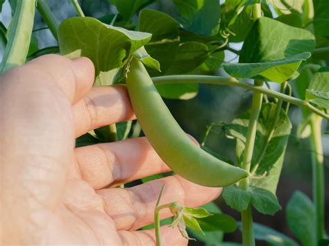 How to grow and care for sugar snap peas | Love The Garden
