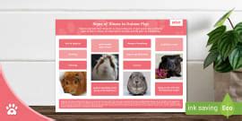 How to Pet a Guinea Pig - Display Poster - Twinkl Pets