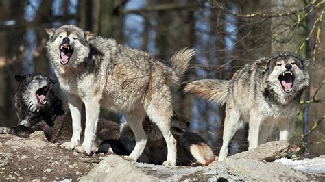 Wild Animals Eating Humans 的图像结果