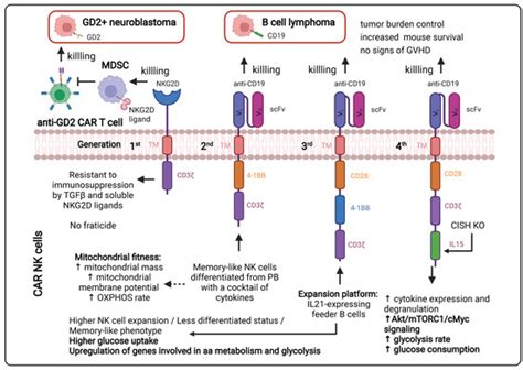 Importance of T, NK, CAR T and CAR NK Cell Metabolic Fitness for ...