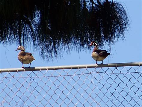 OC Birder Girl: Spring in Craig Regional Park