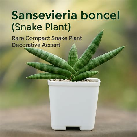 Sansevieria Boncel Snake Plant | Compact Indoor Plant India – Samarth ...