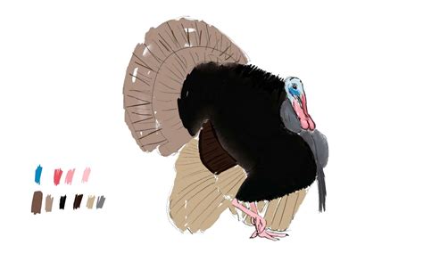 Image result for How Draw Turkey