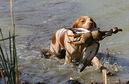 Image result for Working Cockapoo Gun Dog