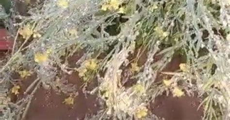 Video: Frost on crops, ice in pipes as temperature drops below freezing ...