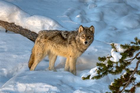 Image result for Wolves Abd Yellowstone