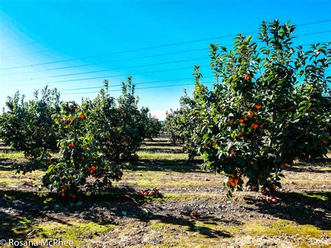 Learning about Spanish Persimon®, the star of Valencia - Hot and Chilli