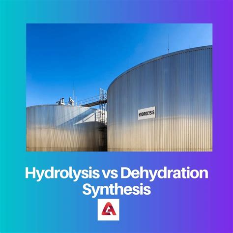 Hydrolysis vs Dehydration Synthesis: Difference and Comparison