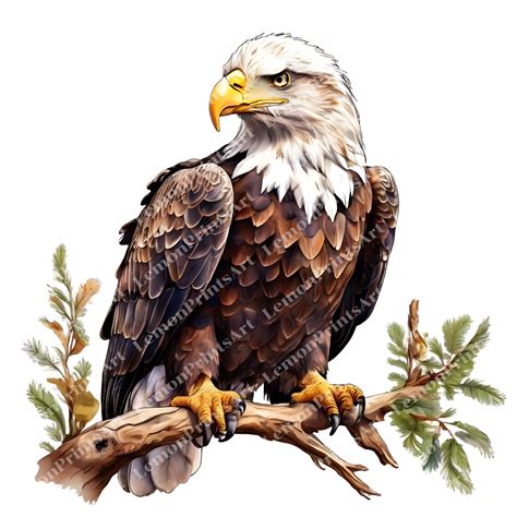 26 Bald Eagle Clipart, Printable Watercolor, High Quality Transparent ...