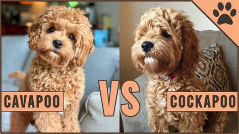 Cockapoo Dogs Adult Sizes 的图像结果