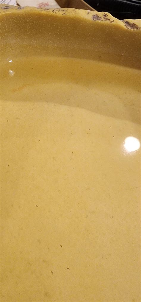 please help! found drowned bugs in ball python water dish. detail in comments : r/snakes