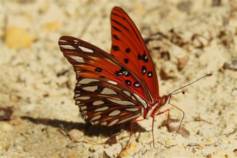 Echter roter schmetterling Bilder - Kostenloser Download auf Freepik