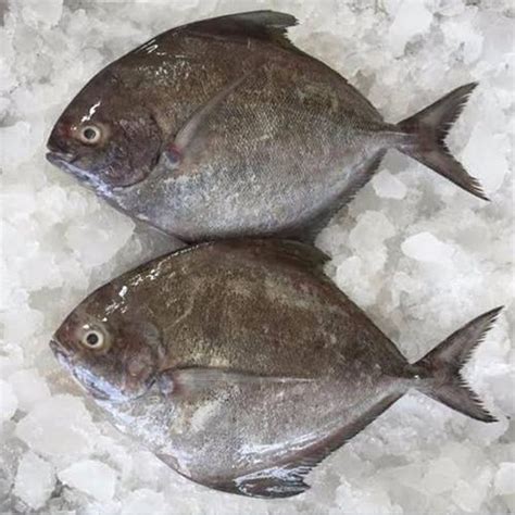 Buy Halwa Fish online from shops near you | LoveLocal