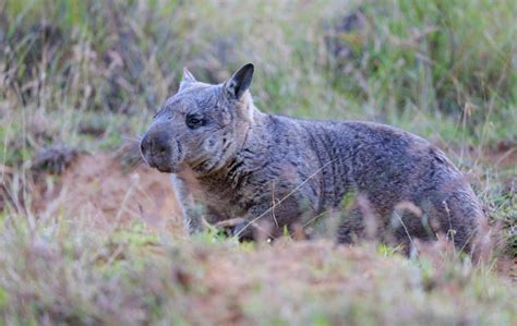 Northern Hairy Nosed Wombat – National Parks Association of Queensland