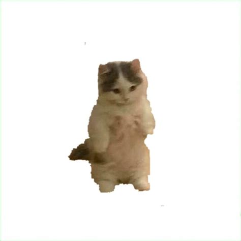 Smol cat standing white background meme template | Gatos, Memes, Fundo ...