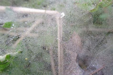 视频｜恐怖！巨型蜘蛛频闯民宅 从下水道爬入大如手掌|劳伦|蜘蛛|民宅_新浪新闻