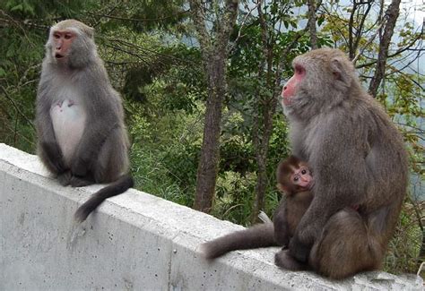 台一奇丑猴王体格惊人 半年内同区母猴均为其怀孕(组图)-搜狐滚动