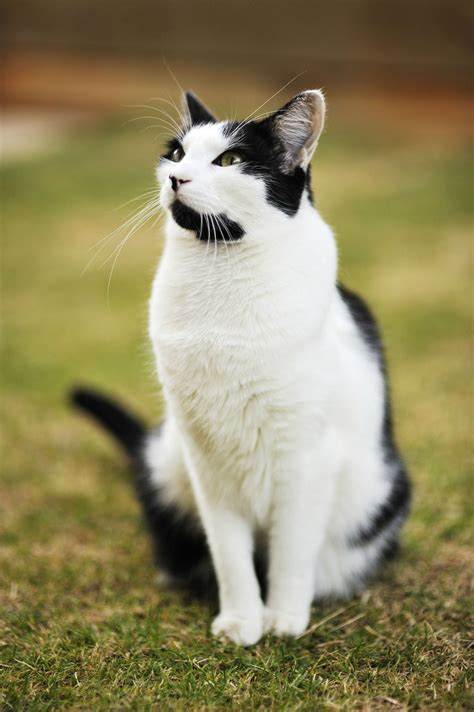 Animal Symbolism Cat