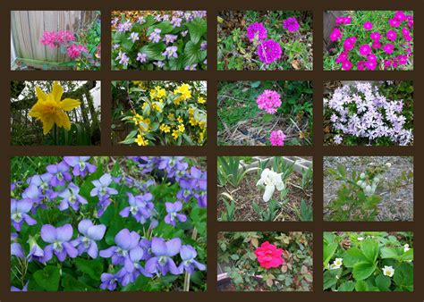 Image result for Spring Flower Types