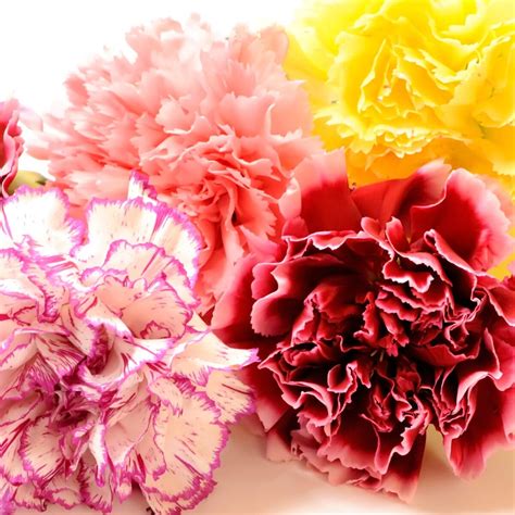 What Do Carnations Symbolize?