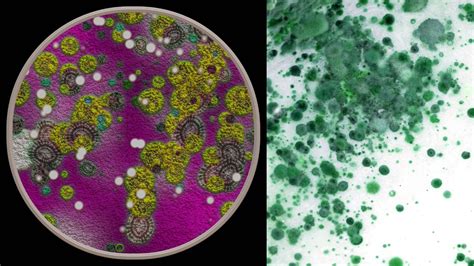 Image result for Fungi Reproduction