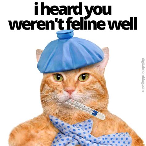 Get Well Soon Meme Cat