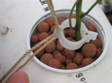 Hydroponic Systems DIY 的图像结果